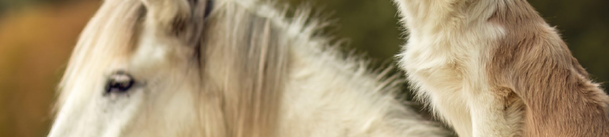 Animal Health Animal Production